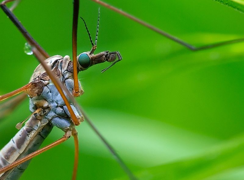 File:Tipulidae Luc Viatour.jpg