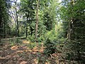 Forest near Stroe