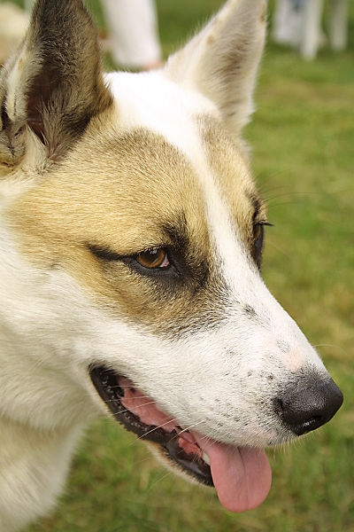 Файл:West Siberian Laika head.jpg