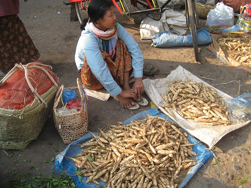 File:Wingedbean roots.JPG