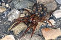 Wolf spider with babies on board (Germany).