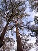 looking up at a couple of trees