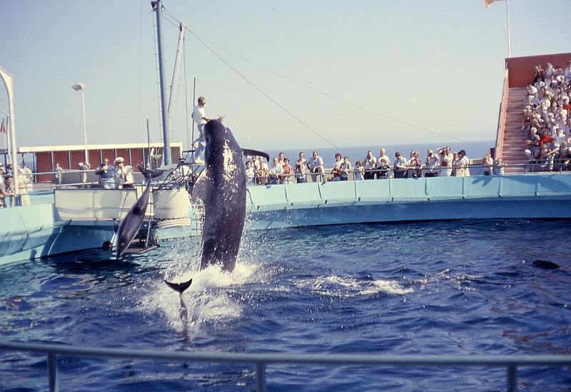 File:6208-MarineLandPilotWhale&DolphinShow.jpg