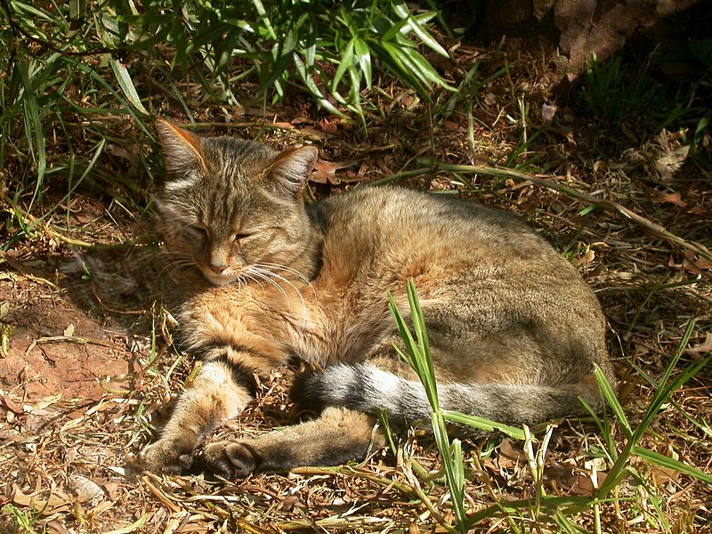 Archivo:AfricanWildCat.jpg