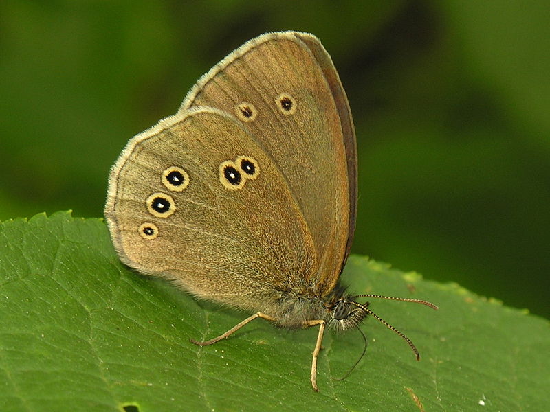 Файл:Aphantopus hyperanthus 2006-07-06.jpg