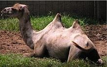 Bactrian Camel 1.jpg