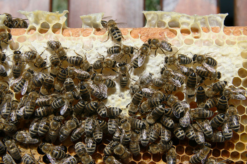 File:Bienen auf Wabe 1.jpg