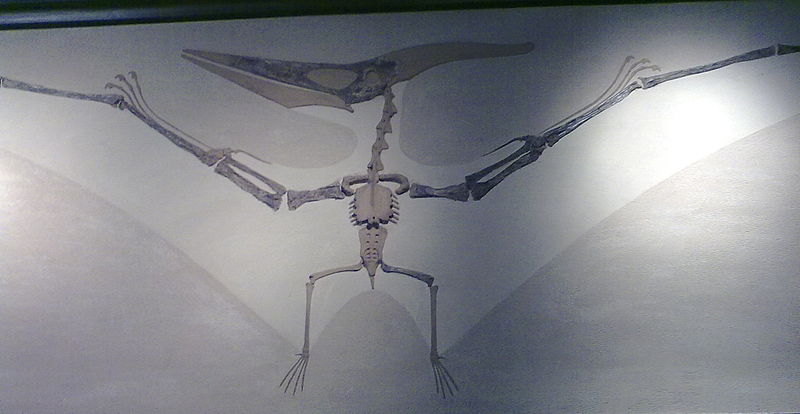 File:Boston Pteranodon.jpg