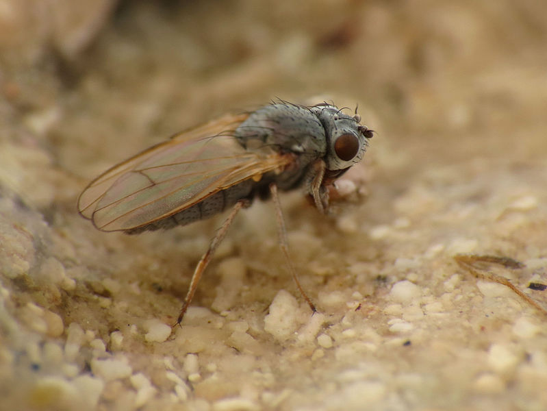 File:Brine Fly (21666193605).jpg