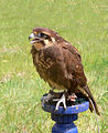 Brown falcon