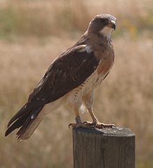 Buteo swainsoni01.jpg