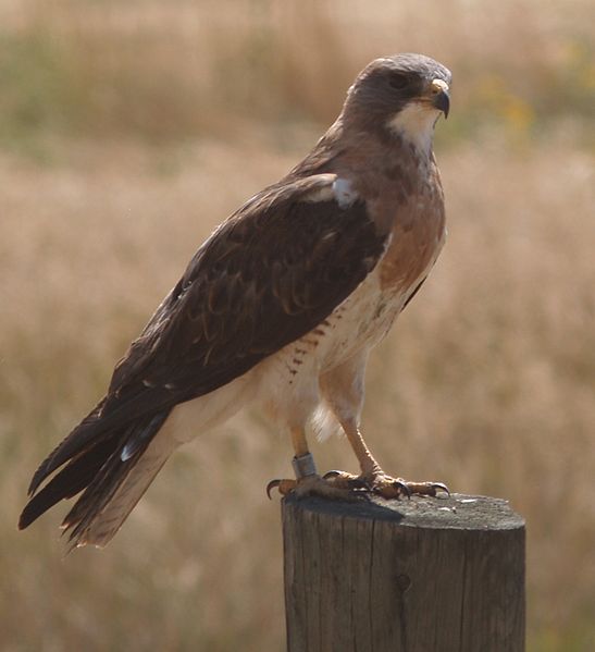 Файл:Buteo swainsoni01.jpg