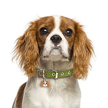 Cavalier King Charles Spaniel Blenheim front