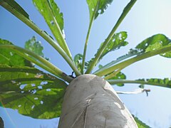 A Chinese radish