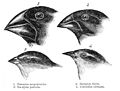 Image 52Gould's illustration of Darwin's finches (from Galápagos Islands)