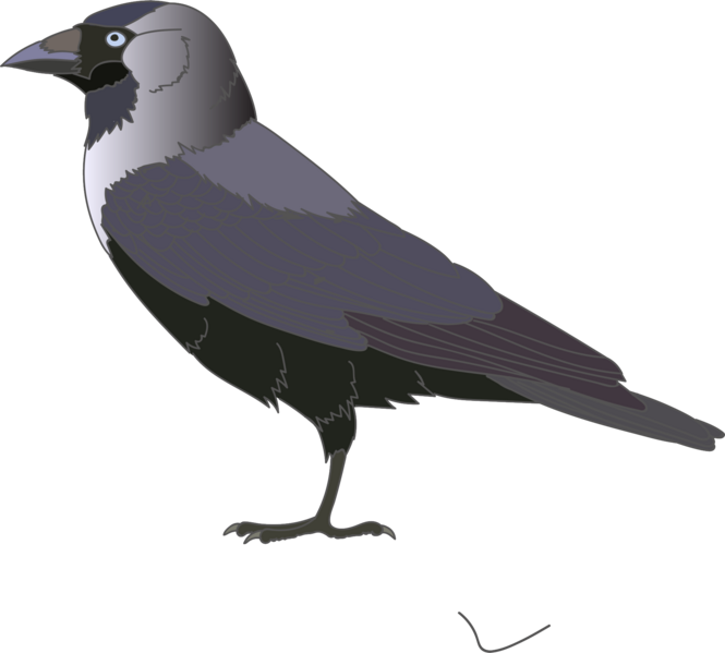 Archivo:Eurasian jackdaw.png