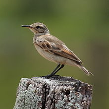 Geositta cunicularia Common Miner.JPG