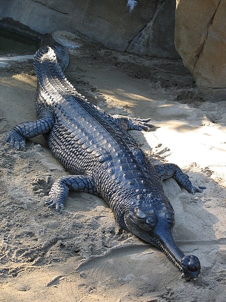 File:Gharial san diego.jpg