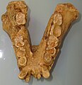 Gigantopithecus jaw cast displayed at Museum of Man, San Diego, California.