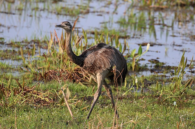 Archivo:Greater rhea (Rhea americana).JPG