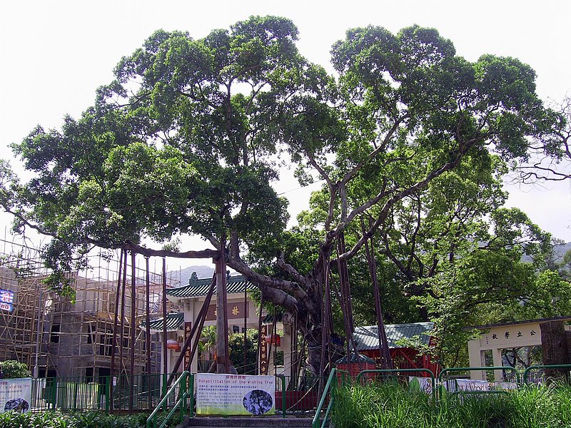 File:HK LamTsuenWishingtree 2008.JPG