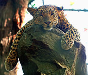 Leopard