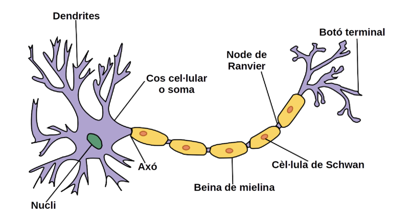 Archivo:Neurona wiki cat.png