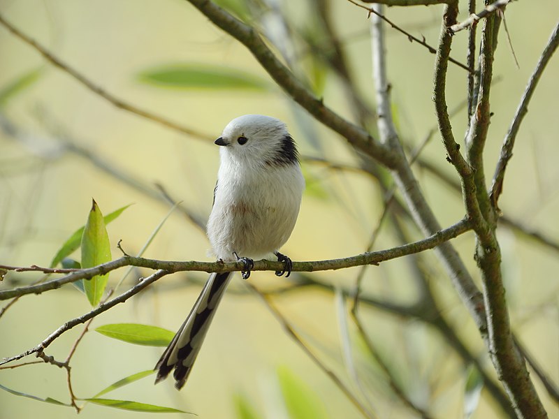 File:Parks.Range.Aegithalos.caudatus.caudatus.jpg