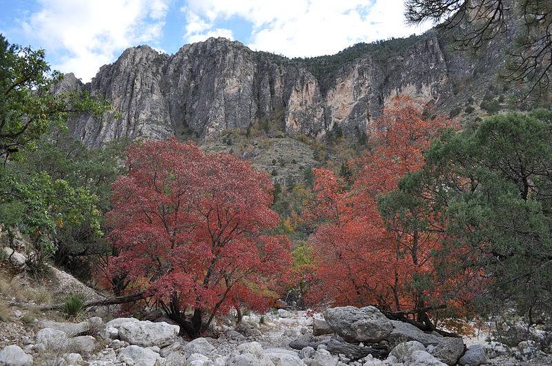 File:Pine Spring Canyon Fall.JPG