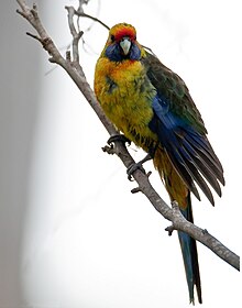 Platycercus caledonicus -Tasmania -female-8.jpg