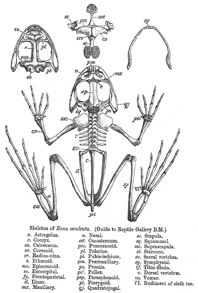 Файл:Rana skeleton.png