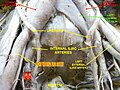 External iliac artery