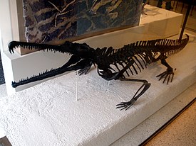 Rutiodon carolinensis