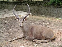 Sambar deer.JPG