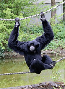 Siamang Tierpark Hellabrunn-4.jpg