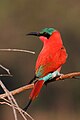 Southern carmine bee-eater at Luwanga river bank, Mfuwe