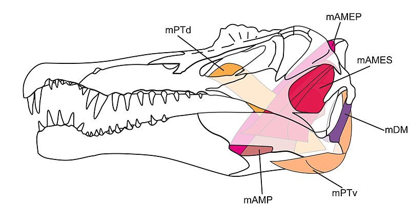 File:Spinosaurus muscles.jpg