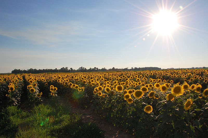 File:SunflowerSunset2.jpg