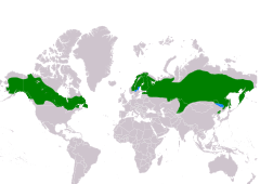 Distribución de Surnia ulula