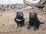 Convergent evolution has given the Tasmanian devil a superficial similarity to such small, formidable apex predators among the Carnivora as badgers and terrier dogs -- but they are very different mammals of the marsupial order. They are similarly deadly to small animals as true Carnivorans of like size.