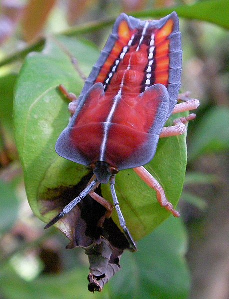 File:Tessaratoma papillosa nymph.jpg