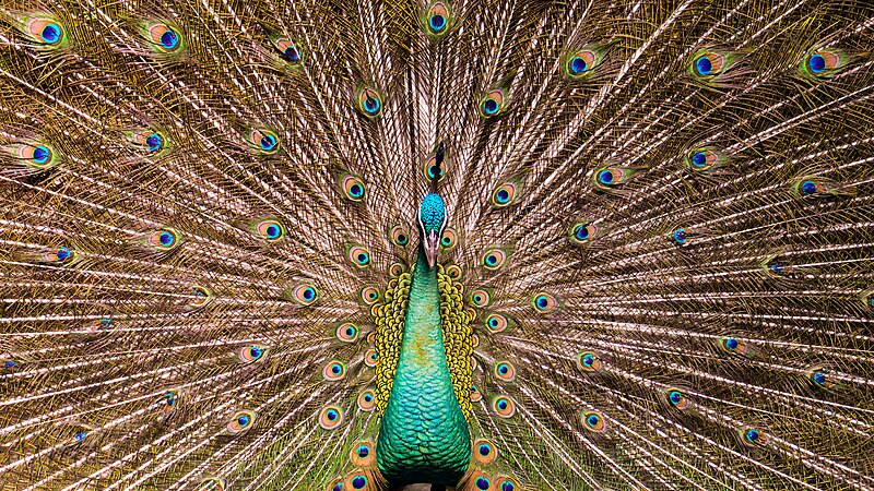 File:The Magnificent Peafowl.jpg