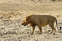 The Pendjari National Park in Benin is one of the most important reserves for the West African lion and other large animals of West Africa.