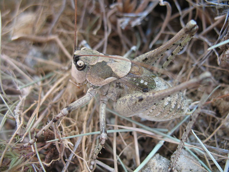 Файл:Anadrymadusa retowskii male.JPG