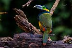 Thumbnail for Spot-billed toucanet