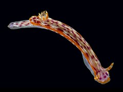 Hypselodoris yarae