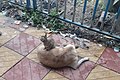 A kitten rests on the back of a street dog