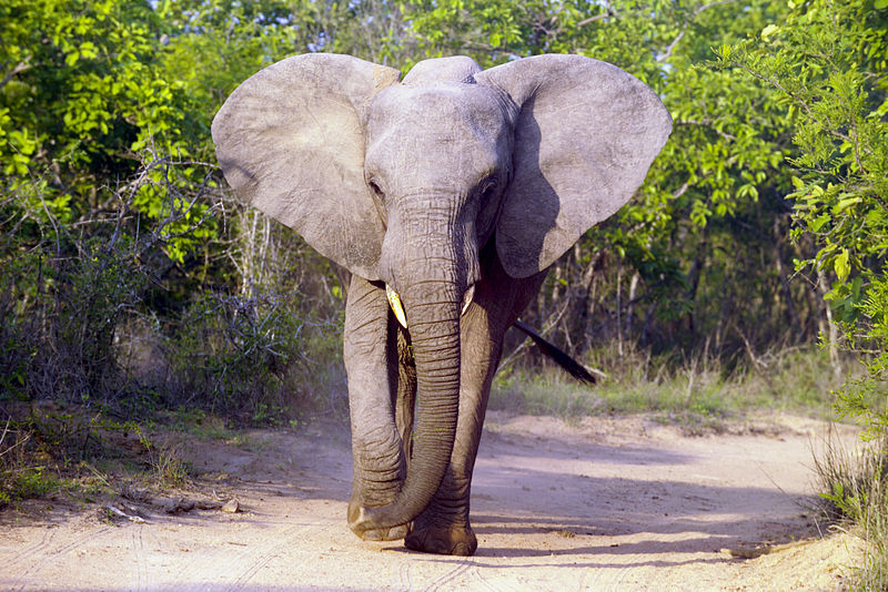 File:Elephant (Loxodonta Africana) 03.jpg