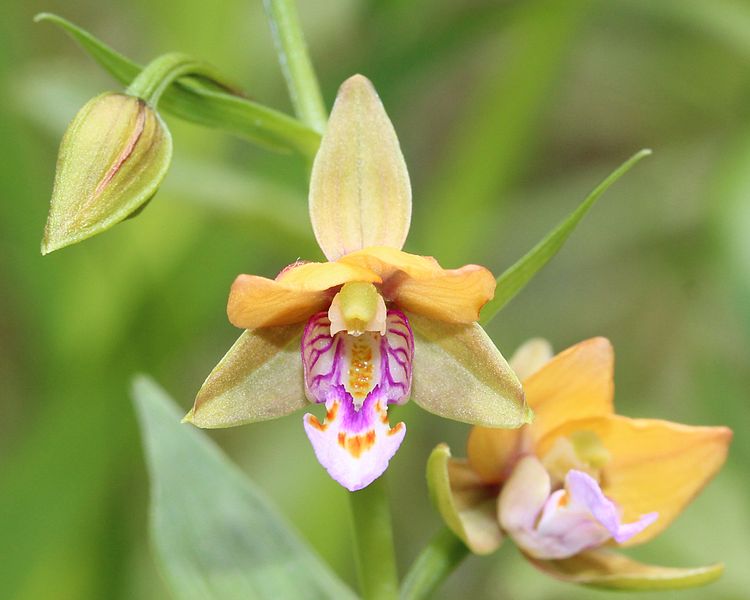 Файл:Epipactis thunbergii flower s2.JPG