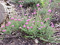 Erica cinerea